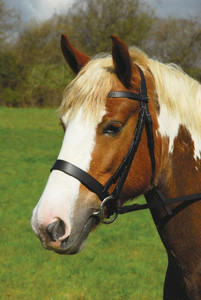 Inglés cuero Hunter Cavesson brida venta al por mayor profesional equino Halter tachuela montar headstall equipo ecuestre caballo - Product Image 4