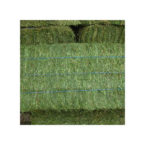 Prêt à expédier, foin d'alfalfa de haute qualité pour chevaux et porcs, origine Canada - Product Image 5
