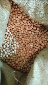 Super Quality Premium Raw <strong>Peanuts</strong> for Chutney High Oil Content Bold <strong>Size</strong> Ideal for Grinding &amp; Cooking - Product Image 5