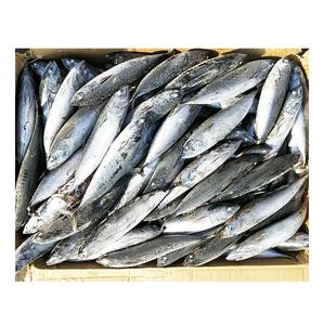 Wholesale IQF belted bonito/striped tuna frozen bonito <b>fish</b> size 1-2kg - Product Image 2