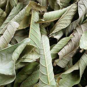 Exportación a granel de hojas de guayaba secas naturales vietnamitas - Product Image 2