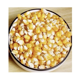 Grano de maíz amarillo orgánico y sin OGM de la mejor calidad, fresco y seco al por mayor a precios bajos para alimentación animal, maíz dulce incluido - Product Image 2