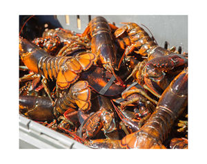 Homards frais/vifs/congelés de qualité supérieure (fruits de mer) en gros, qualité premium, queue lisse, entiers, en vrac - Product Image 5
