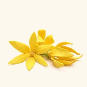 Aceite Esencial de Ylang-Ylang 100% Puro de Grado Terapéutico, Aceites Hidratantes de Lavanda, Ingredientes de Aceite Esencial de Árbol de Té y Franquincienso - Product Image 2