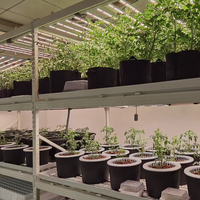 Système de bancs roulants multicouches sur mesure pour culture hydroponique en serre et fermes en conteneurs