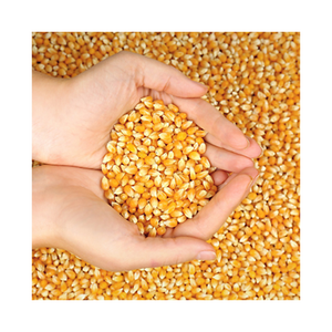 Oferta al por mayor de maíz amarillo premium listo para distribución a granel - Product Image 3