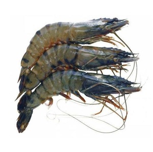 Camarones Tigre HOSO Congelados - Proveedor Mayorista de Camarones Tigre HOSO a Granel - Product Image 1