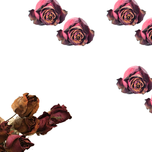 ดอกกุหลาบแห้งสีแดง | คุณภาพระดับพรีเมี่ยมสำหรับการสั่งซื้อที่ส่งออกอินทรีย์ - Product Image 3