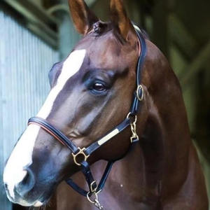 Bella เสื้อคล้องคอหนังนิ่มดีไซน์เป็นมิตรต่อสิ่งแวดล้อม - Product Image 5