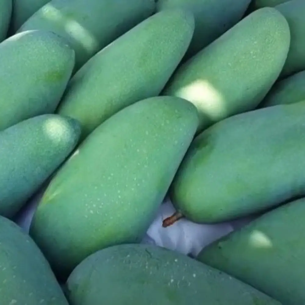 Mangue biologique verte fraîche de ferme