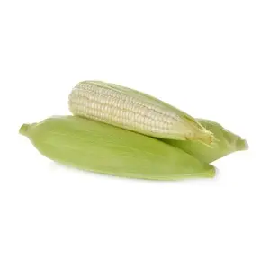 Maíz blanco para consumo humano - Product Image 5