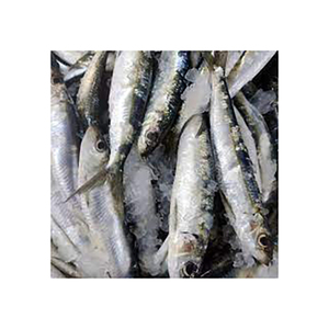 Sardine congelée WR en vrac stock en gros de fruits de mer prêts à l'exportation pour les acheteurs internationaux - Product Image 2