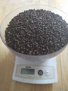 พริกไทยดำบริสุทธิ์จากธรรมชาติ100% เครื่องเทศอบแห้งคุณภาพสูงมาตรฐานเป็นตัวหนา + 84 369 901 912จาก mr.glory Ngo - Product Image 6