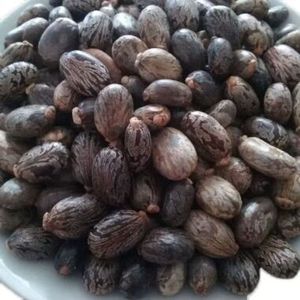 Semillas de Ricino de Alta Calidad, Suministro a Granel |   Semillas de Ricino Naturales Crudas para la Extracción de Aceite de Ricino |   Exportador Mayorista - Product Image 2