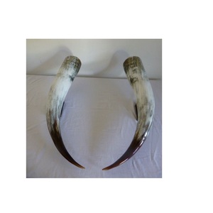 Venta caliente mejor calidad par de cuerno de vaca producto hecho a mano con precio barato tamaño grande y pequeño par de cuerno de búfalo - Product Image 5