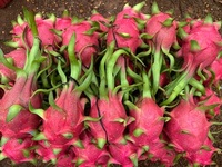 Direct verzonden vanuit Vietnam, VTP merk, Grade A verse natuurlijke drakenvrucht met rood/wit vruchtvlees in doos, nieuwe oogst.