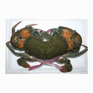 ขาสีแดงเกรดปูเปลือกหอยแข็งปูโคลนสดปูคิงไซส์แดง - Product Image 2