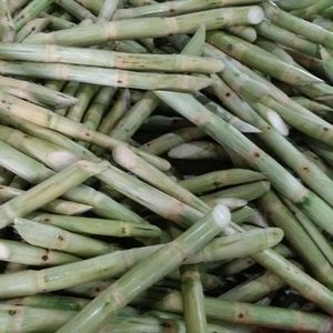 FROZEN SUGARCANE <b>STICKS</b> / CLEAN LABEL / PLANT-BASED / NATURAL SWEETNESS - Product Image 1
