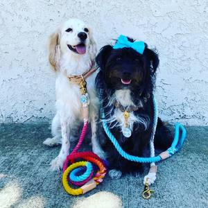 Correa de cuerda duradera de algodón orgánico respetuosa con el medio ambiente para perros Ombre Rainbow con cuero Beige y herrajes de latón dorado para todos los perros - Product Image 2