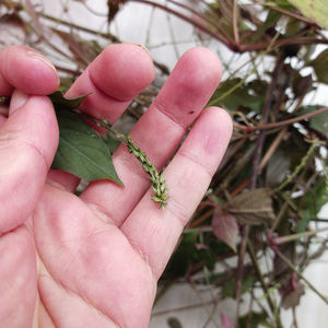 Niu xi selvagem seco Twotooth Achyranthes Raiz de erva - Product Image 4