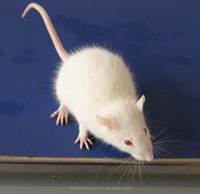 Rats nourriciers surgelés riches en nutriments de qualité supérieure pour serpents lézards tortues grenouilles chats oiseaux de proie-disponible en tailles Pinkie à Jumbo