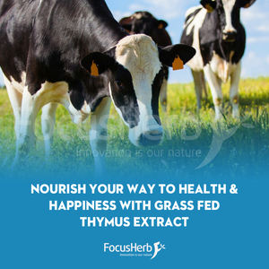 FocusHerb Bovine Thymus Glandular Extract Grass Feed Beef Thymus Cápsulas 500Mg - Product Image 3