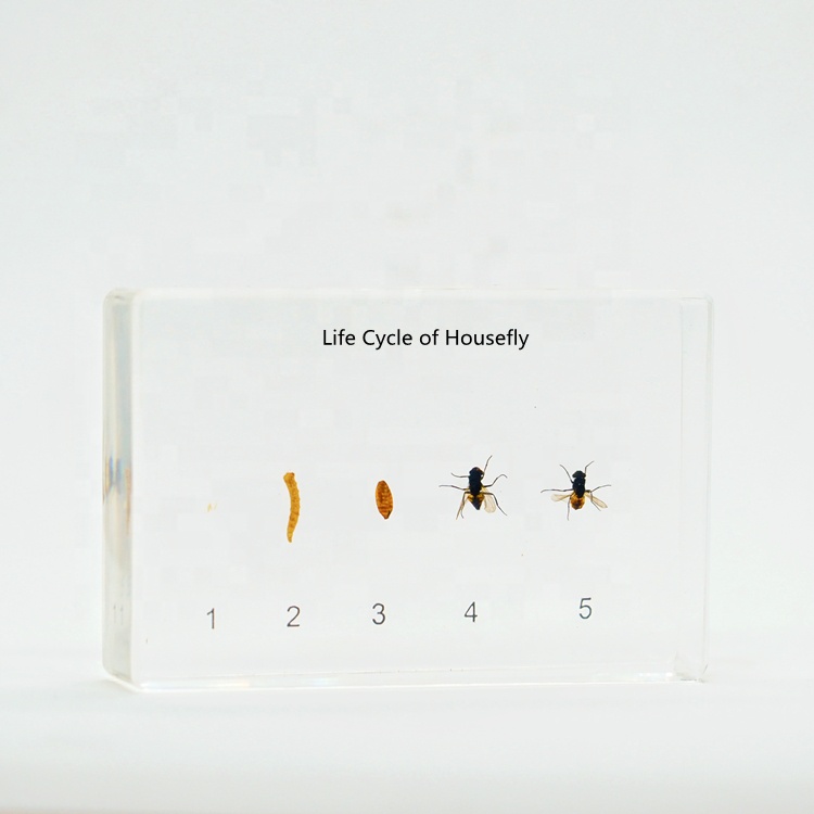 Настоящие НАСЕКОМЫЕ из прозрачного пластика, другие Обучающие ресурсы, жизненный цикл дома, образовательная модель для школы