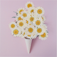 Fiori di Crisantemo Naturali Veri, Margherite Bianche Essiccate e Pressate per Gioielli in Resina, Collane, Bigiotteria e Anelli