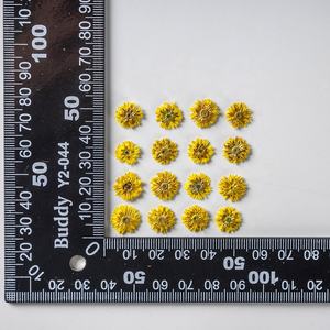 Venta al por mayor de flores secas prensadas Anaphalis <span class=keywords><strong>Sinica</strong></span> flor prensada para DIY funda de teléfono resina Nail Art joyería postal Decoración - Product Image 5