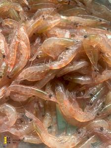 Krill <span class=keywords><strong>antarctique</strong></span> comestible congelé de haute qualité et à bon <span class=keywords><strong>prix</strong></span> pour la vente en gros de krill <span class=keywords><strong>antarctique</strong></span> comestible - Product Image 4