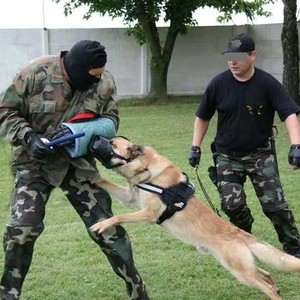 Bozal de impacto para perros de trabajo antiterrorismo, de cuero completo, suave, con forro interior, para entrenamiento. - Product Image 1