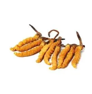 18.9G Murni Liar Tibet Kering Cordyceps Militaris Ekstrak Dual Cordyceps Plus Kapsul