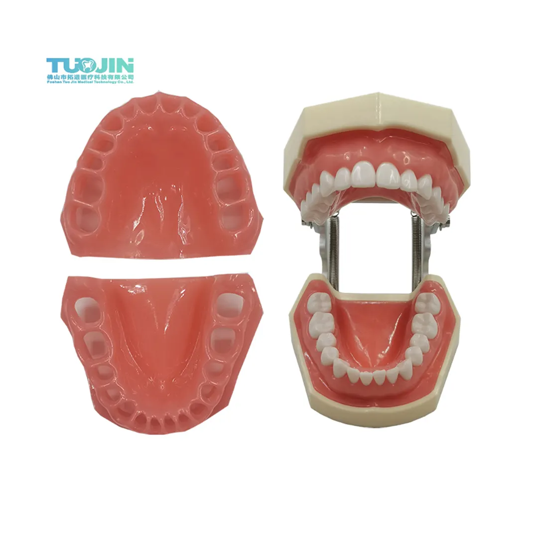 Dental Education Gingiva Supplies Standard Tooth Model Soft Gum Typodont Silicone Soft Jaw for Dentistry Practice