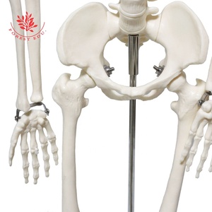 Anatomía Modelo de esqueleto humano El esternón verde Enseñanza Material de PVC Anatómico Vertical 85cm Modelo de esqueleto humano de alta calidad - Product Image 5