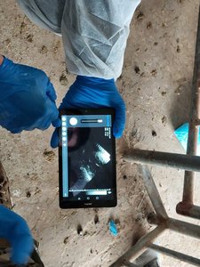 Échographe vétérinaire pour grands animaux, sonde rectale linéaire MX5 pour l'élevage de vaches laitières et de chevaux - Product Image 4