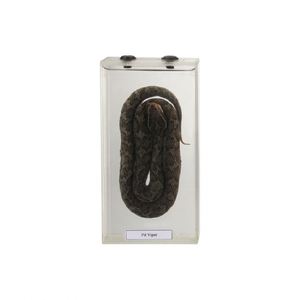 50203.08 spécimen éducatif de vipère fosse - Product Image 1