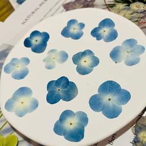 Hortensia naturel bleu carte faisant des fournitures bijoux en résine plante naturelle écologique vraie fleur pressée - Product Image 4