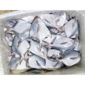 Argent Pomfret Pampus Argenteus Poisson Chine Blanc Pomfret Poisson Prix - Product Image 6