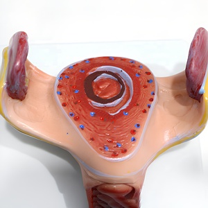 Modelo de <span class=keywords><strong>Desarrollo</strong></span> Fetal del Embarazo, Maniquí de Bebé de PVC para Ciencias Médicas y Anatómicas, para Escuelas y Hospitales - Product Image 4