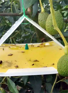 Piège à insectes durable en forme de delta avec plaque collante puissante pour la lutte antiparasitaire - Product Image 3