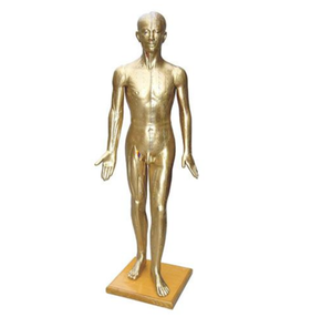 Gelsonlab HSBMA-011 एक्यूपंक्चर पेशी मॉडल के साथ पुरुष 55cm - Product Image 4