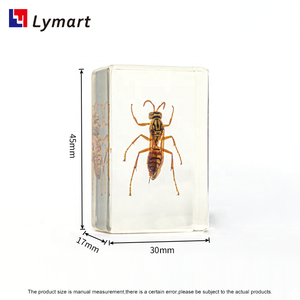 Equipaggiamento didattico trasparente campione in resina di <span class=keywords><strong>calabrone</strong></span> per la <span class=keywords><strong>vespa</strong></span> per l'insegnamento - Product Image 2