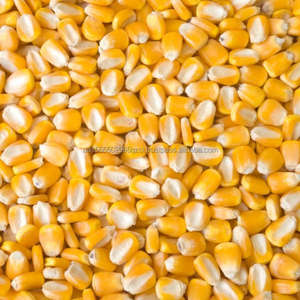 El mejor maíz amarillo seco para aves de corral y otros animales Alimento para animales saludable - Product Image 4