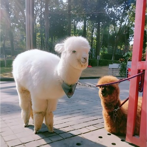 Bandanas imprimés personnalisés bon marché, impressions cerise, styles de <span class=keywords><strong>chien</strong></span> de Noël personnalisés - Product Image 4