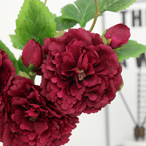 Premium a doppia testa radici di peonia colori vivaci fioriture lussuose per giardino ed eventi consegna rapida in magazzino - Product Image 3