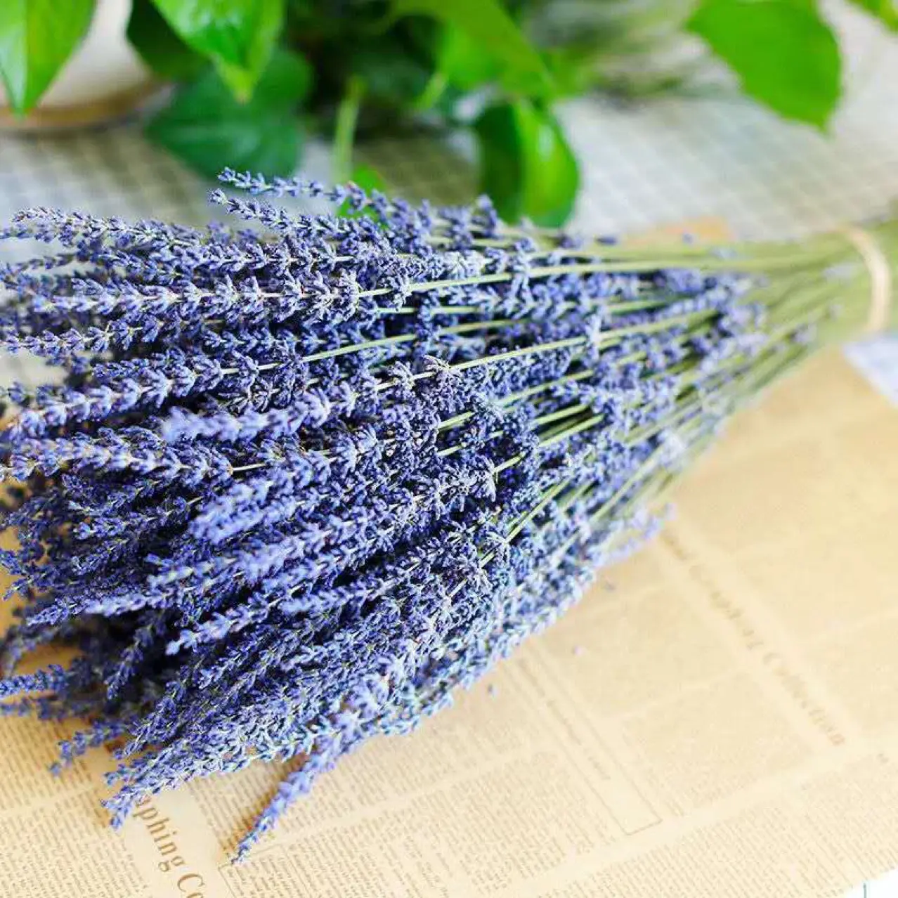 Bolsa de brotes de semillas secas personalizada de fábrica, tallos de bolsita, ramo de flores secas de lavanda