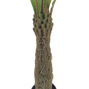 Oh Arts Best Selling 120cm 4ft Arbre Bonsaï Artificiel Plante d'Intérieur Fougère Asplenium Nidus - Product Image 5