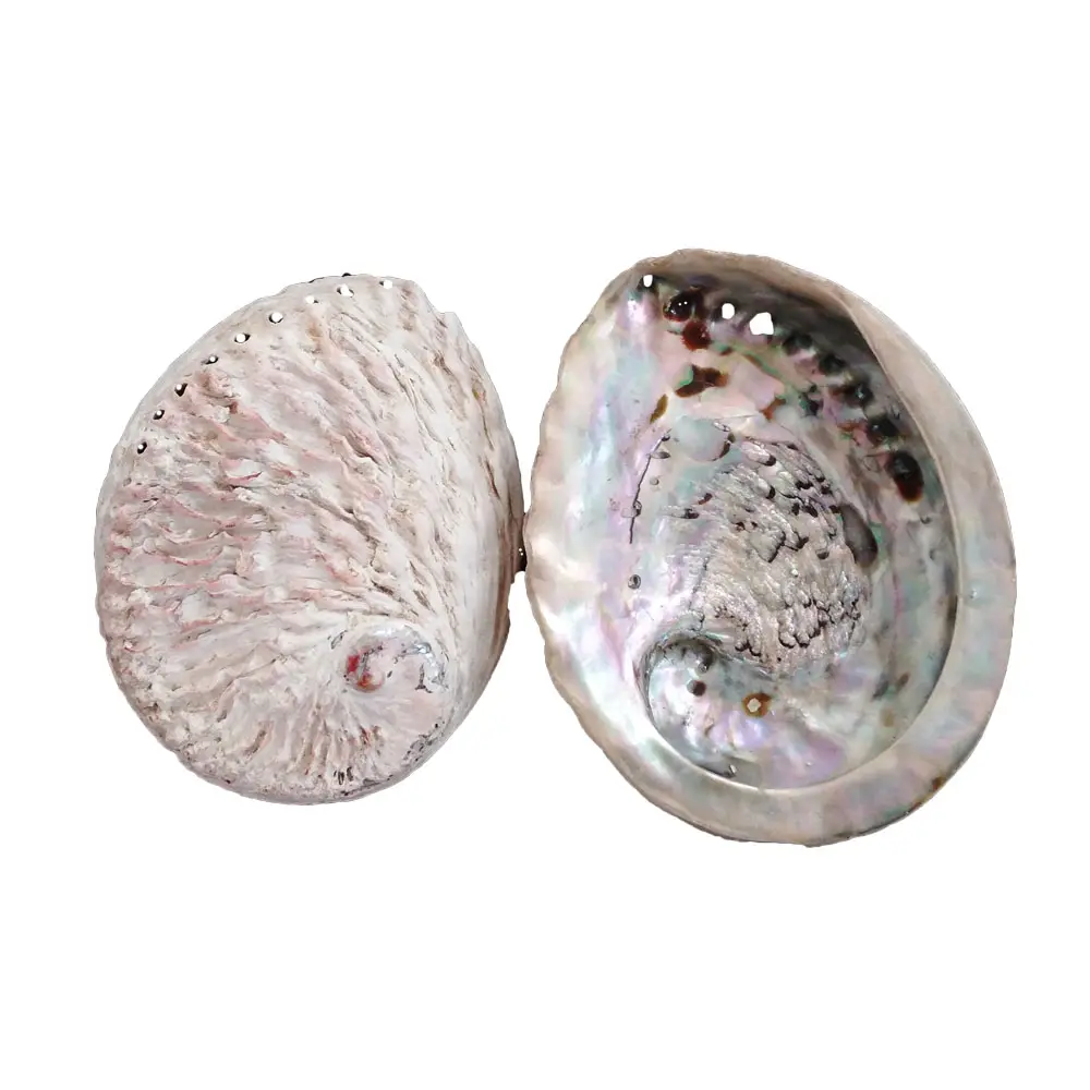 Grosir Harga Afrika Selatan Alami Abalone Kerang 10-18 CM Paua Shell untuk Sabun Kotak Dekorasi Sage