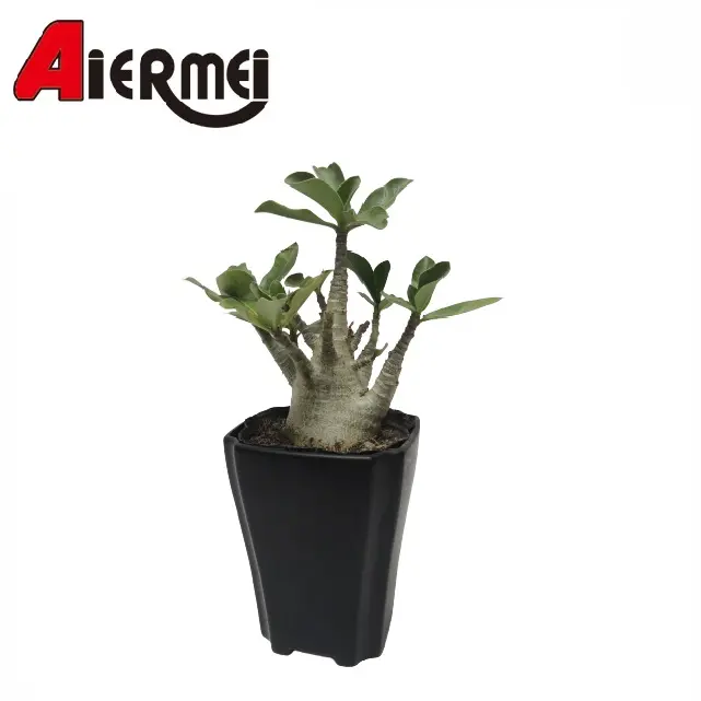 Aiermei L-191卸売PPブラック12 3 5 710ガロンスクエアプラスチック保育園苗植木鉢