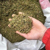 Chinese Ma-huang Tea, Preventing Asthma Herb, Hot Sale